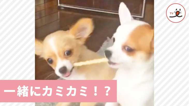 一本のガムを2匹でカミカミするワンコたち🐶 一緒に食べるとおもいきや…😆✨【PECO TV】