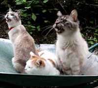 一輪車の3匹の猫 180812