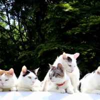軽トラの屋根の上の7匹の猫 180827