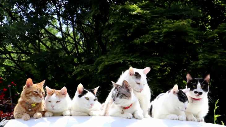軽トラの屋根の上の7匹の猫 180827