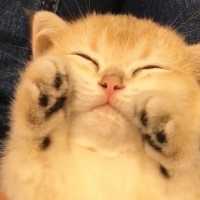 ばんざーい❤️ 子猫のかわいい「おてて」とかわいい寝顔に悶絶…！😍 【PECO TV】