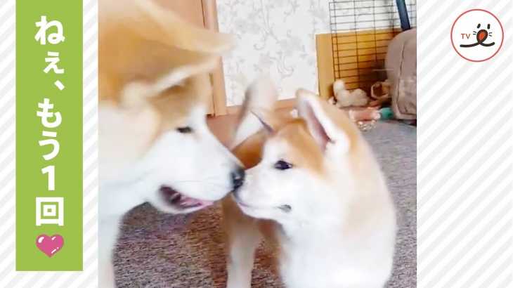 突然のキスにドキッ💕 ラブラブ仲良し秋田犬🐕【PECO TV】