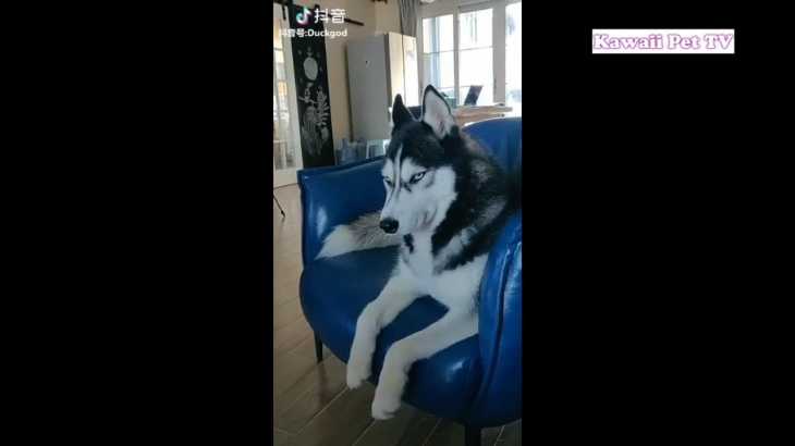 最高におもしろハスキー, ゴールデンレトリバー犬のハプニング, 失敗動画