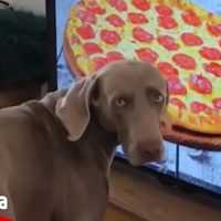 【面白い動画】  かわいい犬 – 最も面白いペットの動画 #01【Video Pizza】