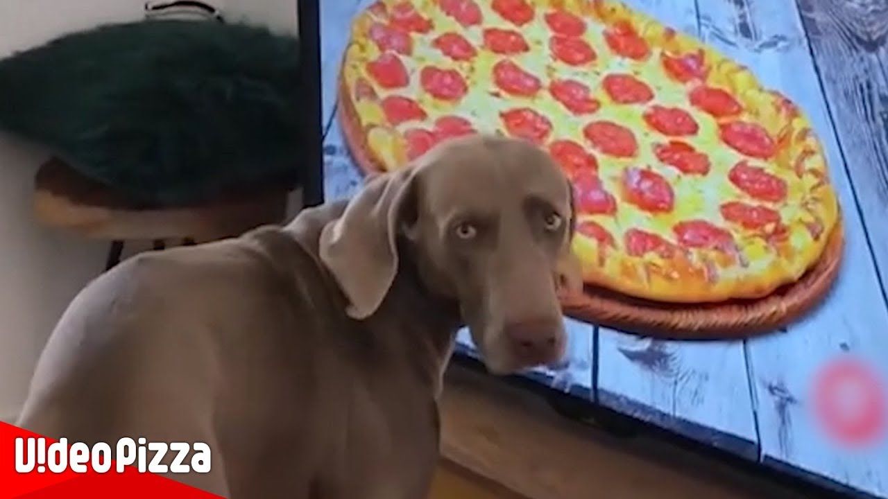 【面白い動画】  かわいい犬 – 最も面白いペットの動画 #01【Video Pizza】