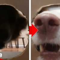 【面白い動画】  かわいい犬 – 世界の面白いペットの動画 #03【Video Pizza】
