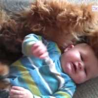 【犬と赤ちゃん】赤ちゃんと犬絶妙な関係・何をされても怒らない犬たち #1