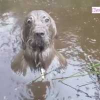 泥んこ遊び楽しくて, どうしても帰りたくない犬の反応が超かわいい #1