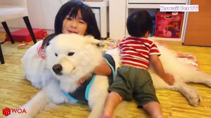 #1【犬と赤ちゃん】赤ちゃんと犬絶妙な関係・何をされても怒らない犬たち