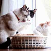 窓辺の3匹の猫　180918