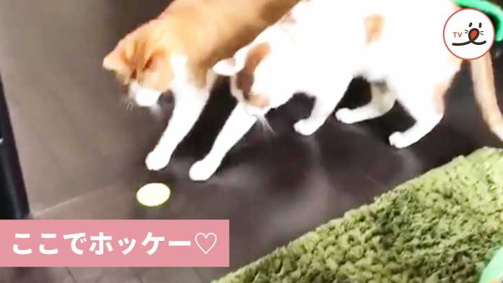 決められたフィールドじゃ物足りない猫さんが、楽しくホッケーをする😗【PECO TV】