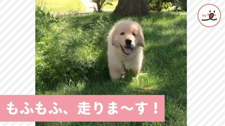 無邪気にお庭を駆け巡る、もふもふ🐶 ポカポカで、とっても気持ち良さそう〜🌞【PECO TV】