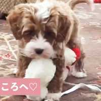 一生懸命ママの元へ駆けて行く子犬が可愛かった💕【PECO TV】