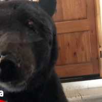 【恐怖】クマと家で突然の遭遇！思わず車に逃げ込んだ結果…【Video Pizza】