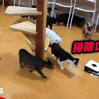 【猫 おもしろ】最高におもしろ猫！ルンバネコ かわいい【Video Pizza】