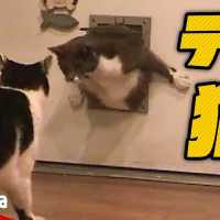 【おかしい猫】ドアから抜けられなくなった猫がおもしろい – the cat blunders with door【Video Pizza】