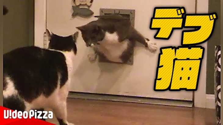 【おかしい猫】ドアから抜けられなくなった猫がおもしろい – the cat blunders with door【Video Pizza】