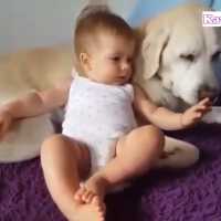 「かわいい犬と赤ちゃん」ラブラドール・レトリーバーと赤ちゃんのじゃれあいに感動