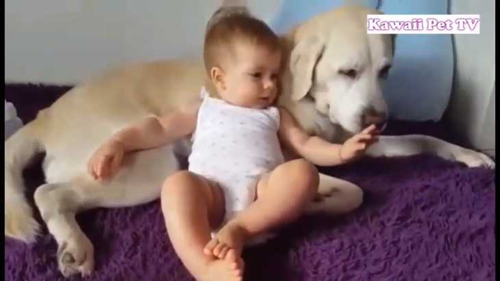 「かわいい犬と赤ちゃん」ラブラドール・レトリーバーと赤ちゃんのじゃれあいに感動