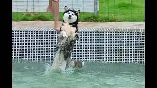 「おもしろ犬」笑わないようにしてください・人間化したハスキー犬が超面白い