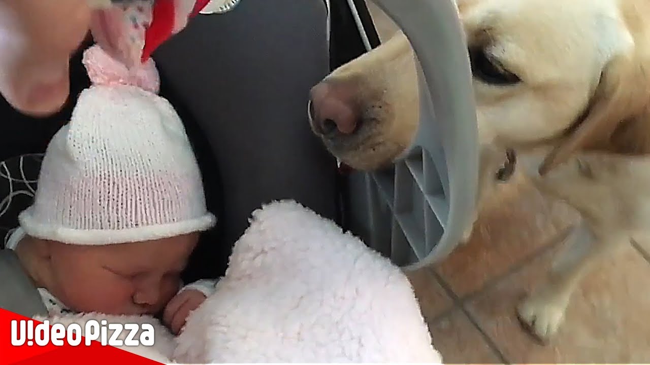 初めて人間の赤ちゃんに会った犬の反応が面白い – Guilty Dog Apologizes Baby【Video Pizza】