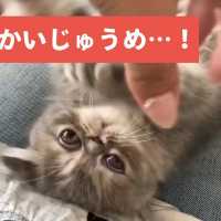 「おててかいじゅう」を、やっつけろ❣️ うりゃりゃりゃりゃあ〜😼🙌【PECO TV】