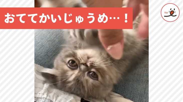 「おててかいじゅう」を、やっつけろ❣️ うりゃりゃりゃりゃあ〜😼🙌【PECO TV】