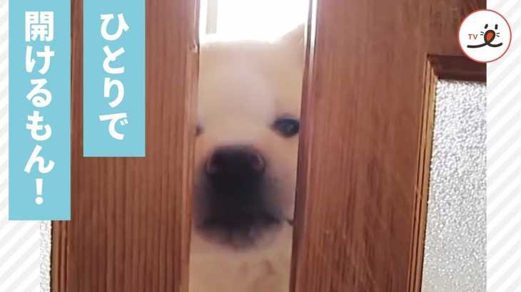 秋田犬の子犬ちゃん、奮闘するも…😳💦 今はできなくても大きくなったら…！🐶 【PECO TV】