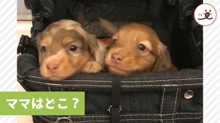 ママに会いたい🐶💦 外に出ようとする子犬たちのところに…【PECO TV】