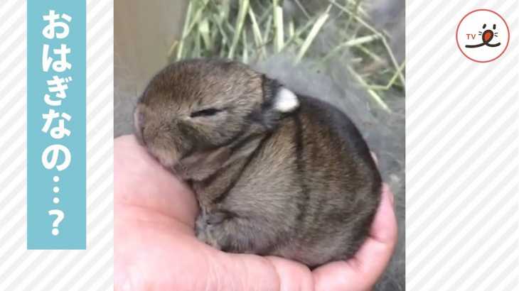 手のひらに収まる小さな生き物…💕 このフワモコは一体……？🐰✨【PECO TV】