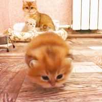 「旅のワケは聞かにゃいで！ 」ヨチヨチ歩きの子ネコの旅が始まる…😍【PECO TV】