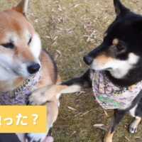 タッチしちゃお🙌 黒柴に触られてびっくりな柴犬の反応がカワイイ…💕【PECO TV】