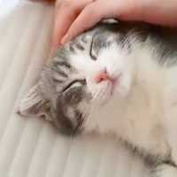 今日はうっとり日和…🐱 ナデナデされる子猫ちゃんの顔は幸福そのもの💕【PECO TV】