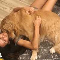 女子の上で眠る犬が可愛すぎる！かわいい犬 – 最も面白いペットの動画【Video Pizza】