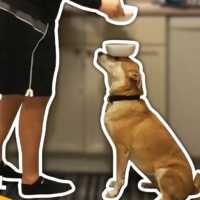 どこに置いてんねん。かわいい犬 癒しの犬動画まとめ【Video Pizza】