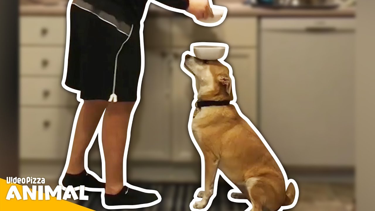 どこに置いてんねん。かわいい犬 癒しの犬動画まとめ【Video Pizza】
