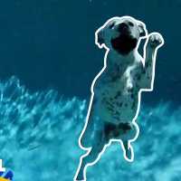 【プール】犬かきが可愛すぎる！犬の癒し動画【Video Pizza】