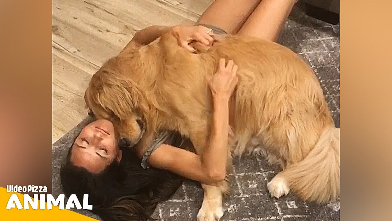 女子の上で眠る犬が可愛すぎる！かわいい犬 – 最も面白いペットの動画【Video Pizza】