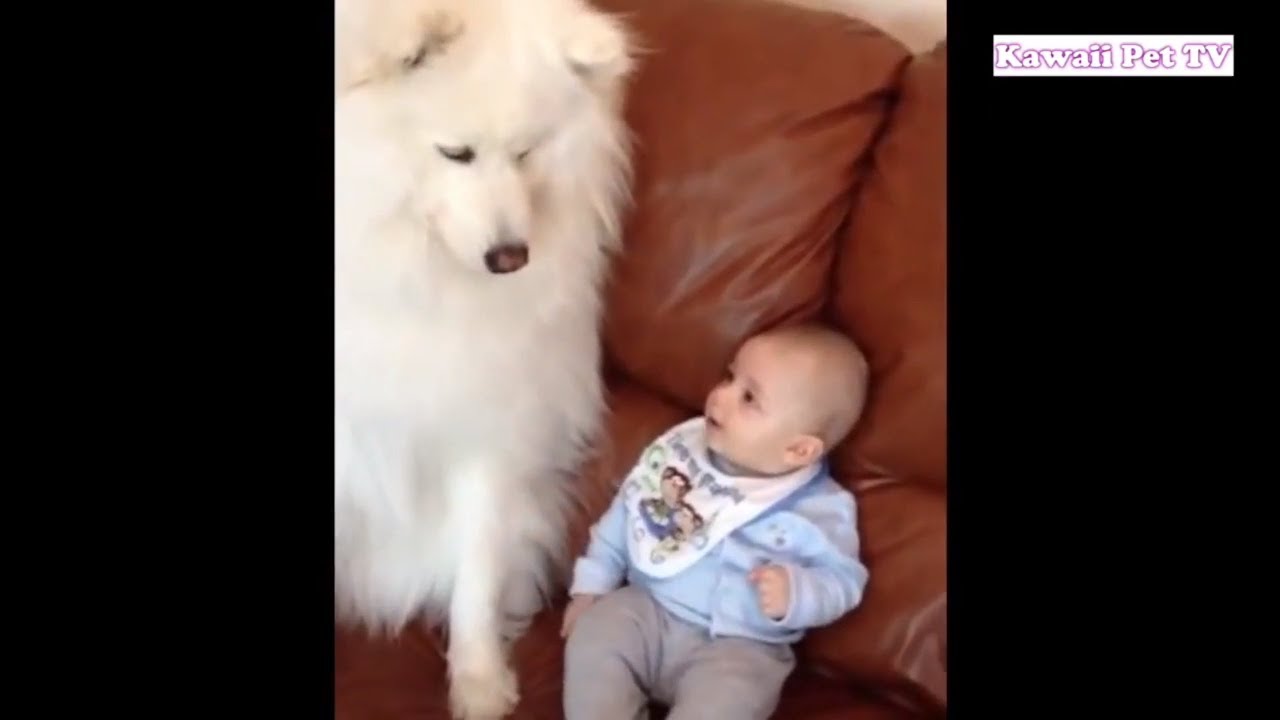 かわいい赤ちゃんと サモエド犬謎の会話動画特集・犬と赤ちゃんが可愛すぎる