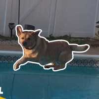 【 かわいい犬】はしゃぎ過ぎw世界の面白いペットの動画 #09【Video Pizza】