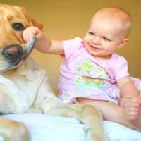 【犬と赤ちゃん】赤ちゃんと犬絶妙な関係・毎日赤ちゃんを笑わせる犬たち 1