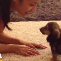 【面白い動画】  かわいい犬 – 世界の面白いペットの動画 #13【Video Pizza】