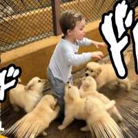 【面白い動画】  かわいい犬 – 世界の面白いペットの動画 #15【Video Pizza】