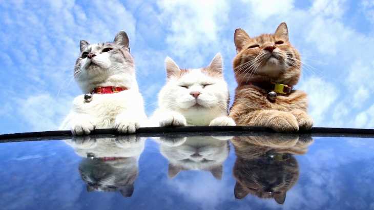 青空の3匹の猫 181130