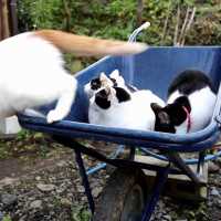 一輪車の上の4匹の猫 181122