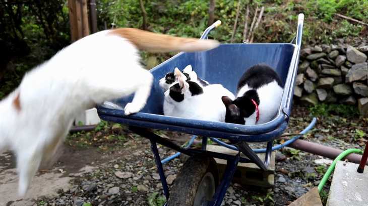 一輪車の上の4匹の猫 181122