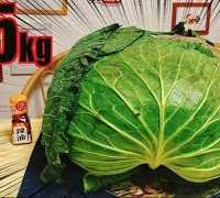 【MUKBANG】 8.5Kg GIANT CABBAGE!! [Cabbage & Meat Mille-Feuille] Sapporo Taikyu [5.5Kg] 5700kcal[CC]
