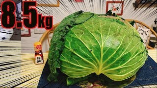 【MUKBANG】 8.5Kg GIANT CABBAGE!! [Cabbage & Meat Mille-Feuille] Sapporo Taikyu [5.5Kg] 5700kcal[CC]