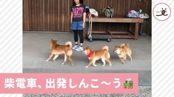 しゅっしゅっぽっぽ💨 「柴電車」が通過いたしま〜す🐕🐕🐕❣️【PECO TV】