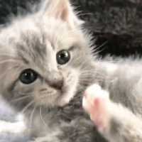 初めはみんなビギナー🔰 毛づくろいの練習中の子猫ちゃん😽💕【PECO TV】